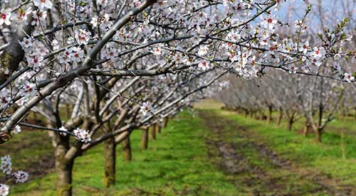 horticulture irrigation