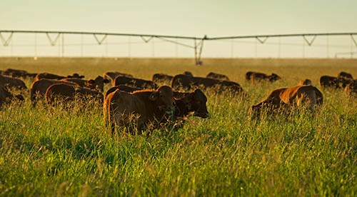 agricultural irrigation systems