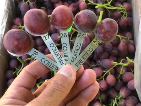 Fruitico-Innovation-Trial-SWAN-Systems SWAN Systems fruitico innovation trial