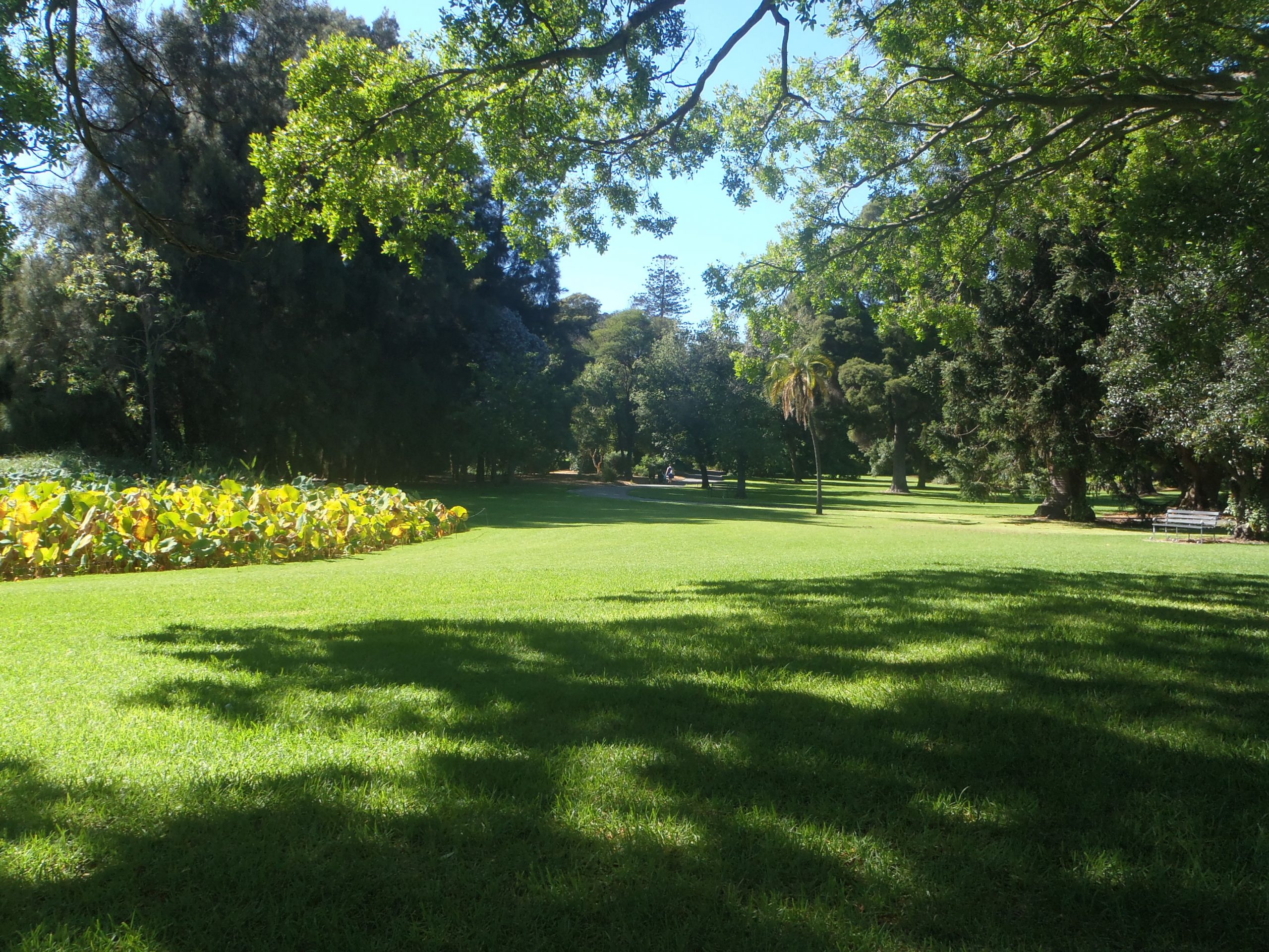 A cool, calming image of lush green grass, a park bench, trees, some blue sky and a person walking in the background.