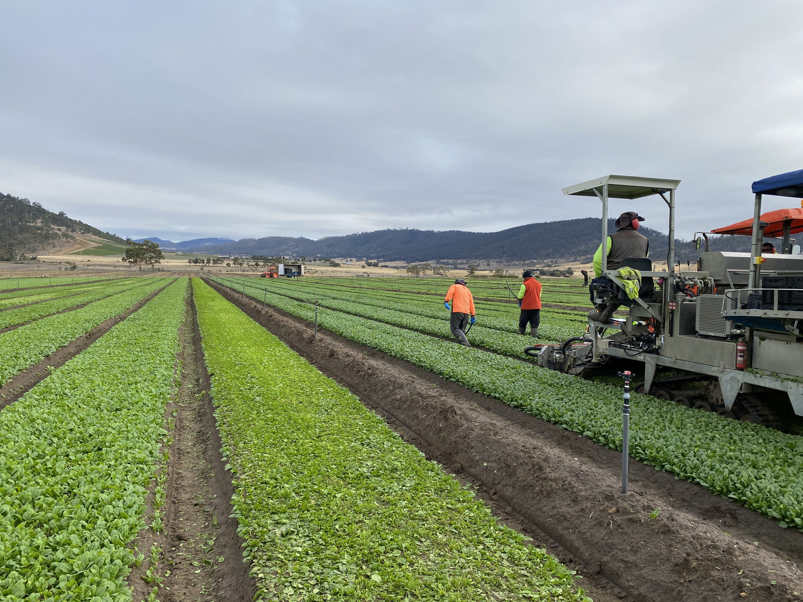 Loose leaf lettuce harvest Harvesting machinery and workers in loose leaf lettuce fields in Richmond, Tasmania.