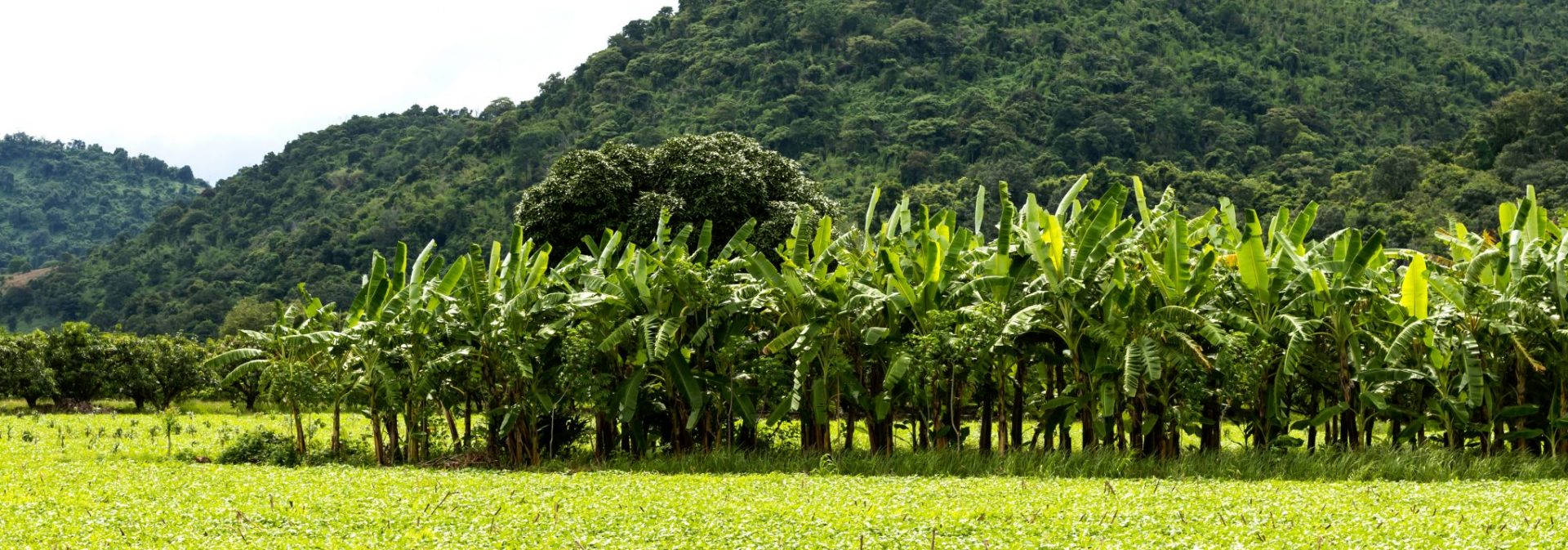 Matanuska Bananas SWAN Systems