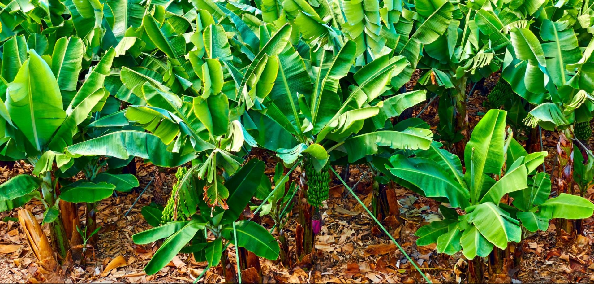 Matanuska Bananas SWAN systems