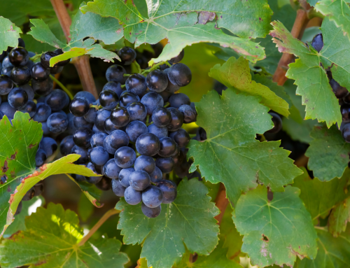 Torbreck Vintners boosts wine value with SWAN Systems