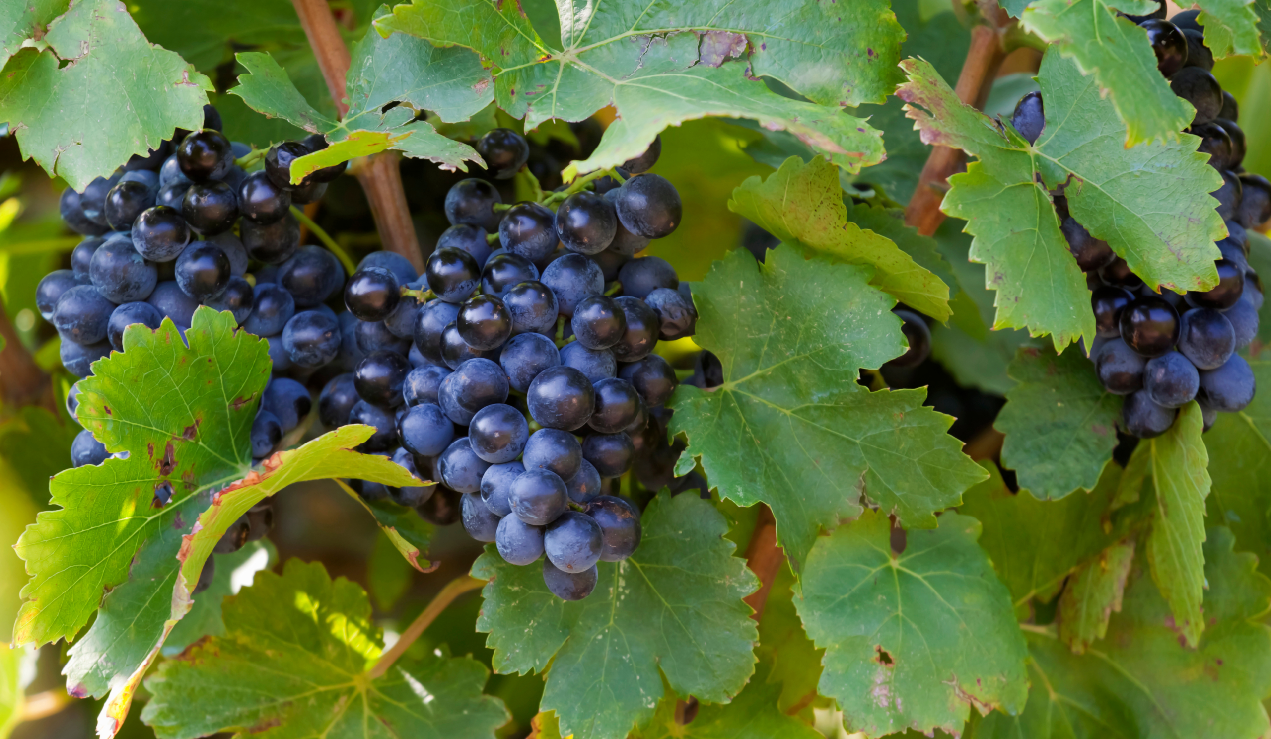 Torbreck Vintners boosts wine value with SWAN Systems