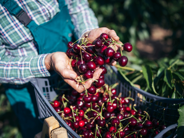 Farmer Harvesting Cherries Farmer holding a crate filled with harvested cherries and lifting a handful of cherries, with no face visible.