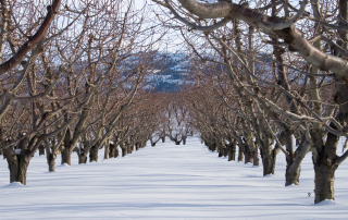 Snow-covered winter cherry orchard with bare trees and an inactive rotating sprinkler.