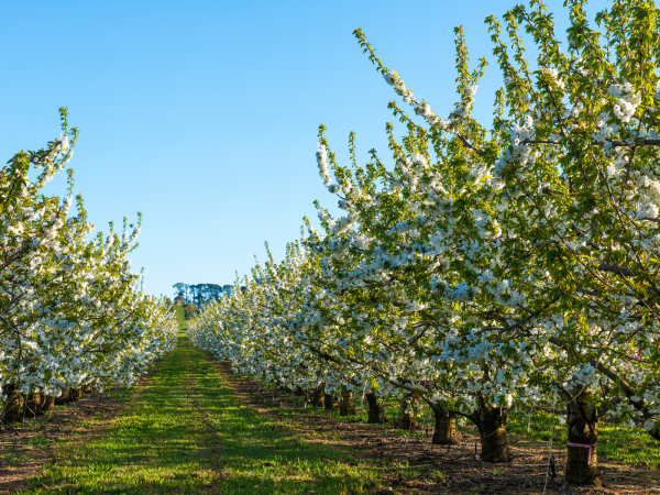 Spring Cherry Orchard with Mini-Sprinkler Irrigation Spring cherry orchard in bloom with white blossoms, mature trees, and mini-sprinkler irrigation at the base of each tree on a sloping laneway.