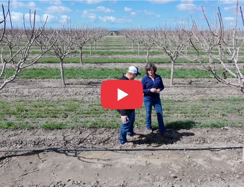 How Tachi Farms Uses SWAN Systems to Improve Irrigation Decisions