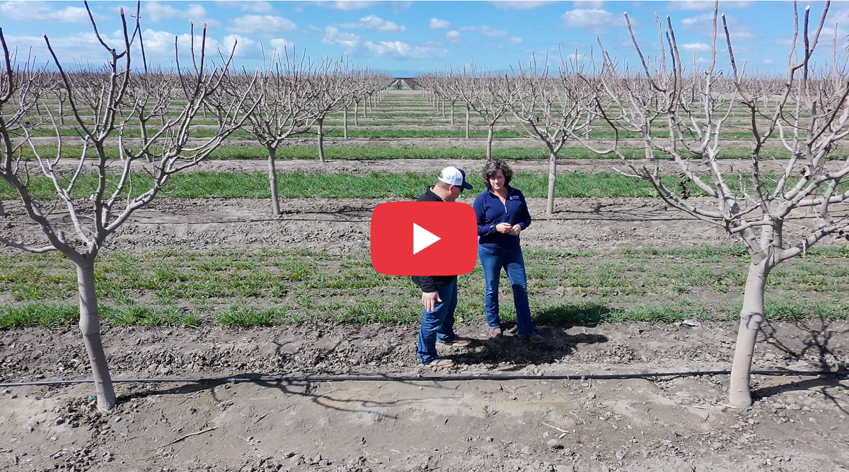 How Tachi Farms Uses SWAN Systems to Improve Irrigation Decisions