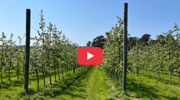 Straight rows of trellised fruit trees in active spring growth, with support posts and green grass between rows under a clear blue sky. YouTube play icon in centre.
