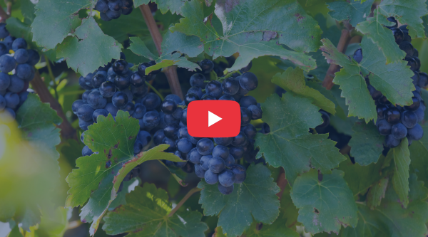 Clusters of dark wine grapes hanging among green vine leaves in a vineyard during the ripening stage.