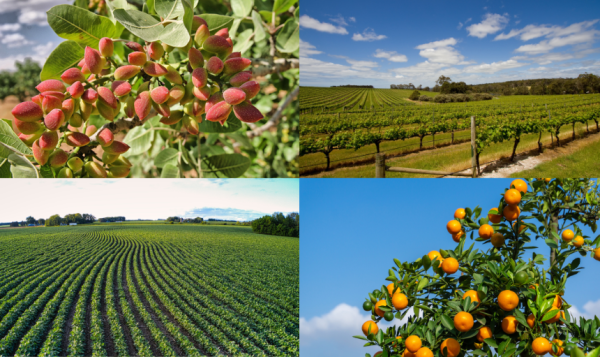 Horticulture and Viticulture Landscapes A four-panel collage showing: close-up of red pistachio clusters growing on a tree; a wide view of a vineyard with rows of grapevines under a blue sky; an expansive field of row crops stretching toward the horizon; bright orange citrus fruit hanging on a leafy tree, blue sky in the background.