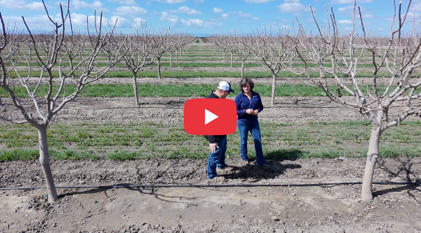 Kevin Ruble and SWAN Systems’ Shannon Rinkenberger examining trees and irrigation lines in a dormant orchard at Tachi Farms. Image has a YouTube icon overlaid on it.