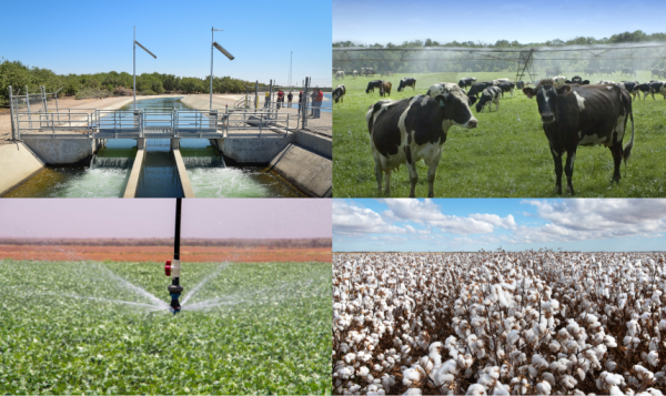 Irrigation, Agriculture, and Water Management Across Diverse Farming Systems A four-panel collage showing: a modern automated irrigation gate controlling water in a concrete canal alongside an orchard; dairy cows grazing on green pasture beneath a centre-pivot irrigation system; a close-up of a field crop being watered by an overhead sprinkler from a centre pivot; a large field of mature cotton ready for harvest under a cloudy sky.
