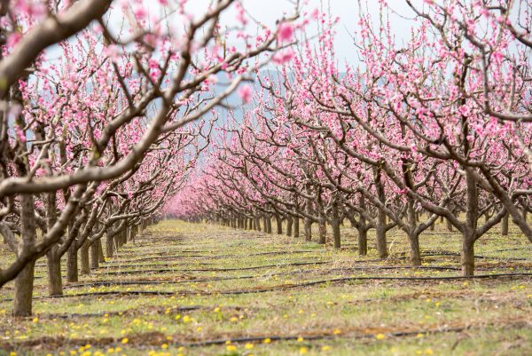 Blossoming Orchard with Drip Irrigation Rows of fruit trees in full pink blossom, with drip irrigation lines visible along the orchard floor.