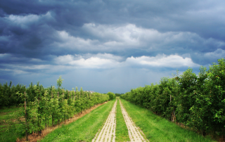 Orchard rows lining a farm track beneath dark storm clouds.