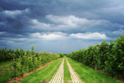 Orchard Under Approaching Storm Orchard rows lining a farm track beneath dark storm clouds.