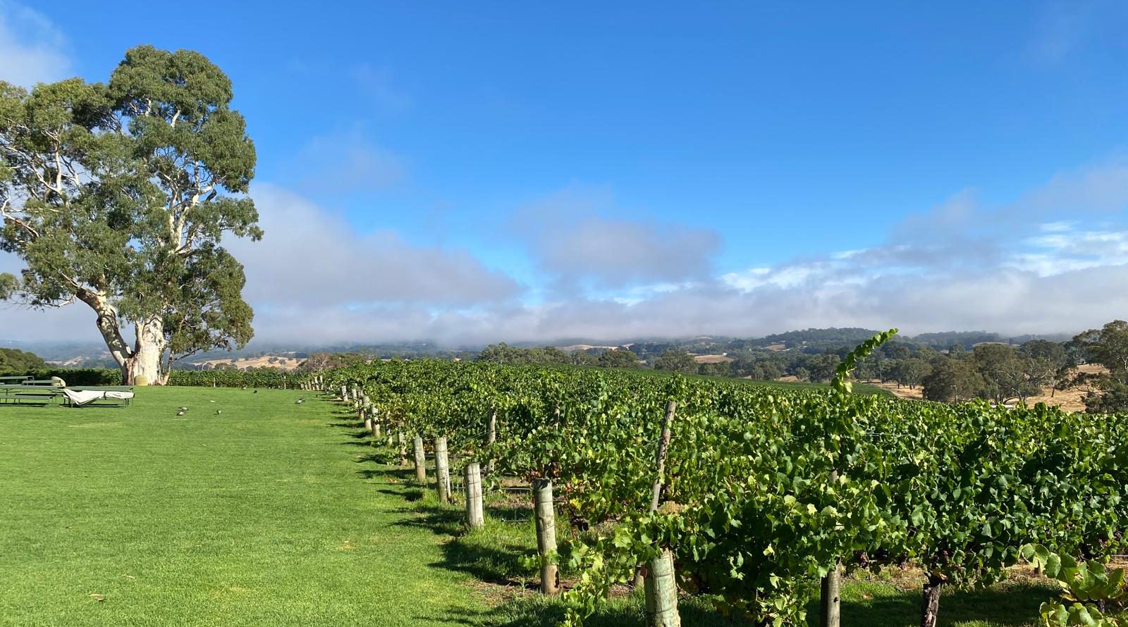 Vineyard rows at Nepenthe in the Adelaide Hills under a clear blue sky, with fog lifting.