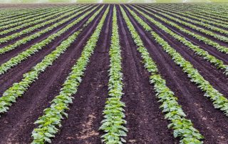 Young row crops growing in evenly spaced lines across a cultivated field, with irrigation sprinklers operating in the background.