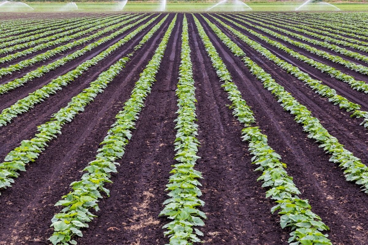 Row crop irrigation in action Young row crops growing in evenly spaced lines across a cultivated field, with irrigation sprinklers operating in the background.