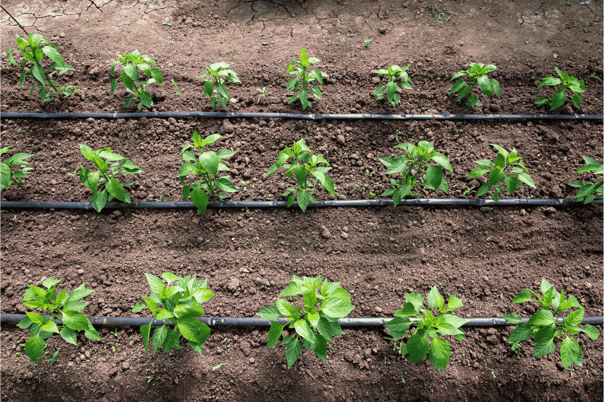 Effect of drip line size on crop growth Three crop rows showing different plant growth responses to varying drip irrigation flow rates