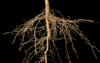 Exposed tree root system with deep tap root and branching lateral roots on black background