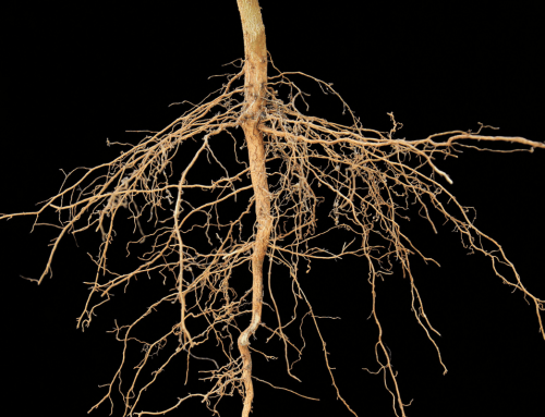 Root depth changes the rules