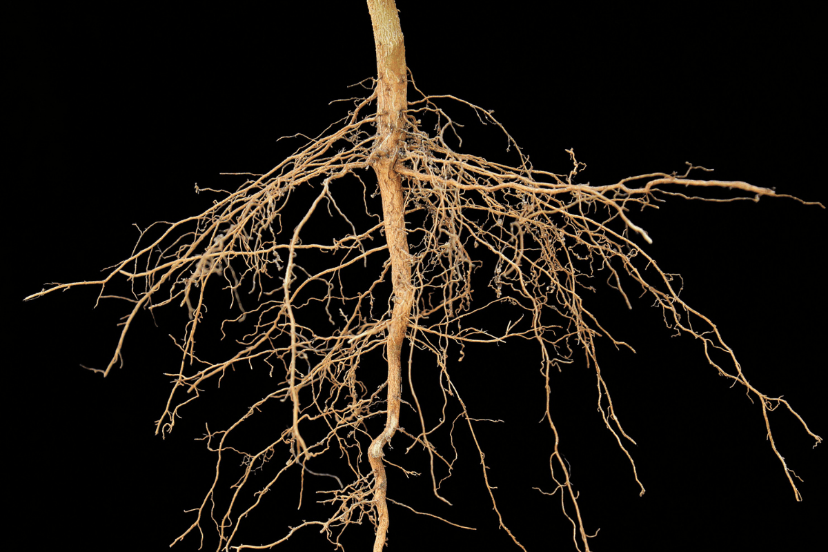 Root depth changes the rules