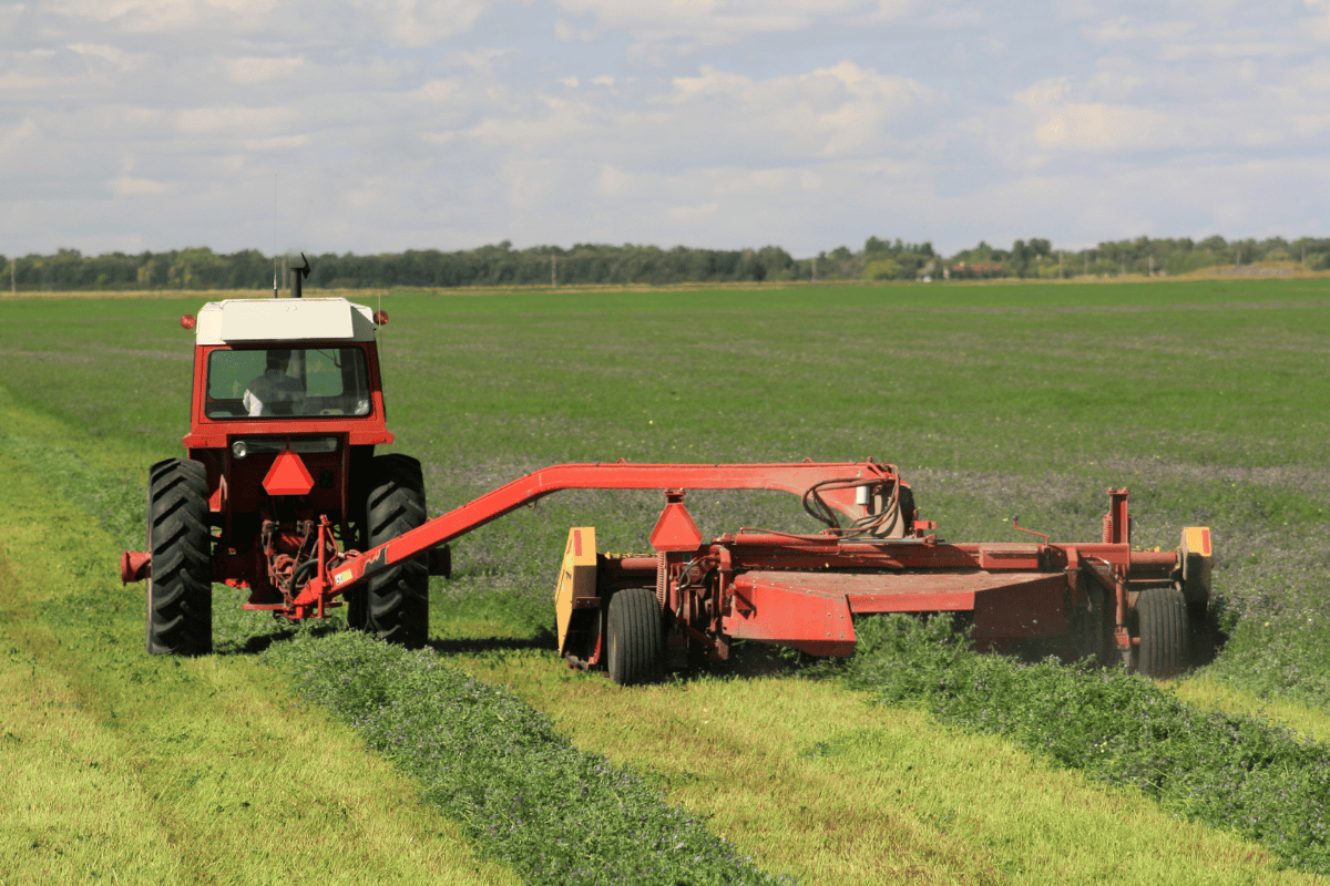 Tractor mowing forage crop in a flat agricultural field, showing freshly cut rows and machinery in operation